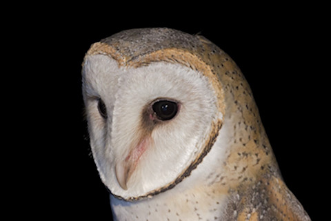 Eastern Barn Owl (Tyto javanica)